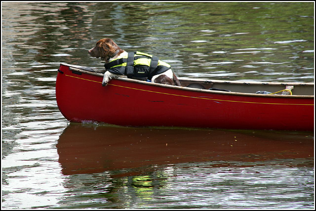 An old Sea Dog