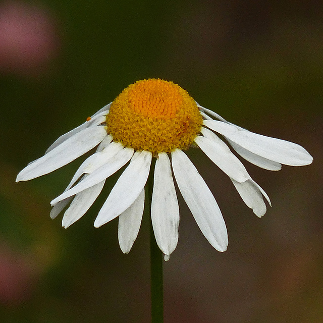 Scentless Chamomile