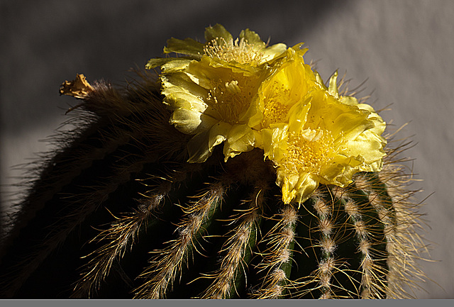 20130802 2710RMw [D~LIP] Kaktusblüten, Bad Salzuflen