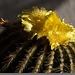 20130802 2710RMw [D~LIP] Kaktusblüten, Bad Salzuflen