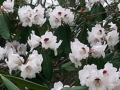 20130502 019Hw [D~HX] Rhododendron, Gräfliche Park-Klinik, Bad Hermannsborn