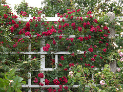 Rose Trellis in the Brooklyn Botanic Garden, June 2012