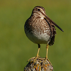 Posing for the photographer