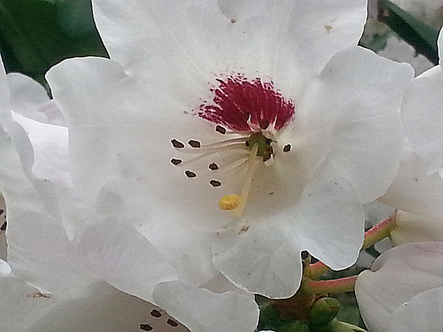 20130502 020Hw [D~HX] Rhododendron, Gräfliche Park-Klinik, Bad Hermannsborn