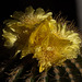 20130802 2711RMw [D~LIP] Kaktusblüten, Bad Salzuflen