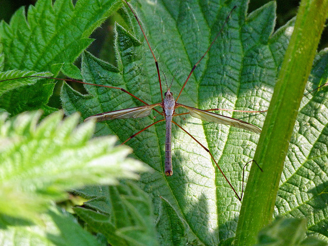 Tibula Maxima