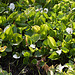 20130709 2390RAw Schlangenwurz (Calla palustris)