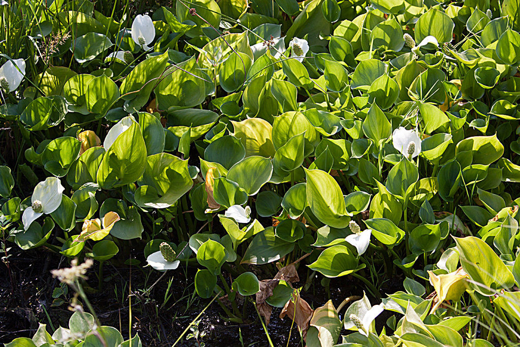 20130709 2390RAw Schlangenwurz (Calla palustris)