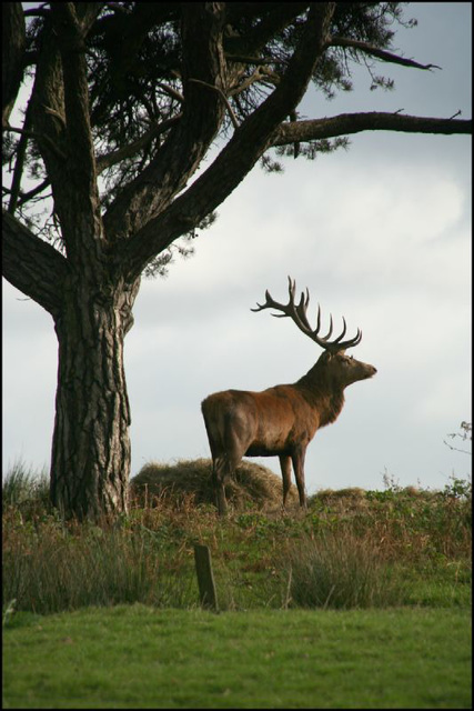 stag