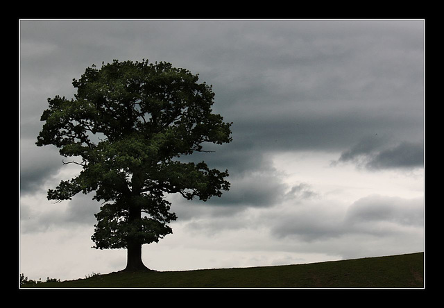 The lone tree