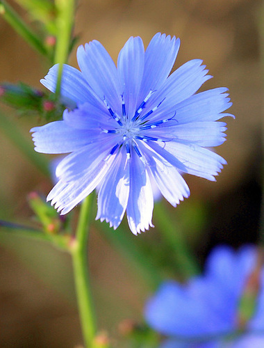 Kornblume