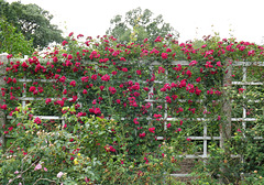 Rose Trellis in the Brooklyn Botanic Garden, June 2012