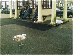 Young gull in the rain