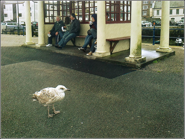 Young gull in the rain Young gull in the rain