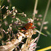 20130709 2412RAw Roter Weichkäfer (Rhagonycha fulva)