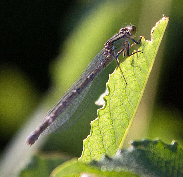 20130709 2422RAw Libelle