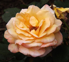 Rose in the Brooklyn Botanic Garden, June 2012