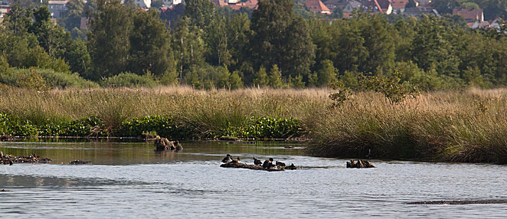 20130709 2425RAw Moor
