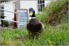 Pub duck