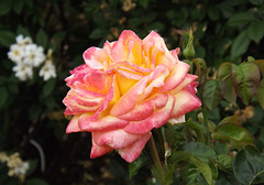 Rose in the Brooklyn Botanic Garden, June 2012