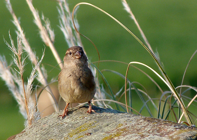 Posted sparrow