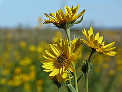 Maximilian Sunflower