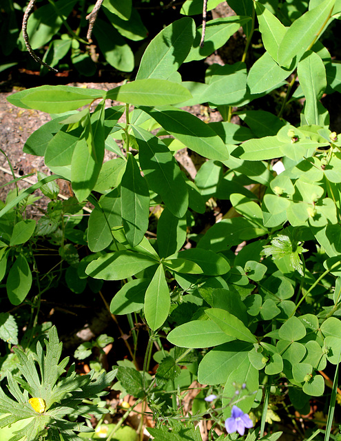 Euphorbia dulcis- Euphorbe douce-002