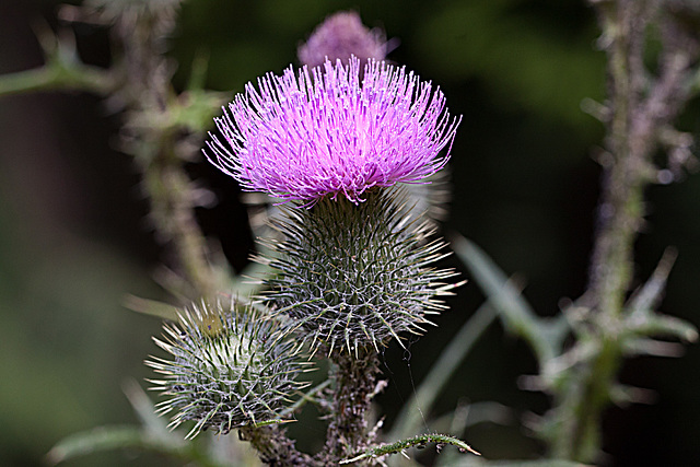 20130711 2438RMw [D~LIP] Kratzdistel, Bad Salzuflen