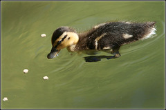 Hello ducky!