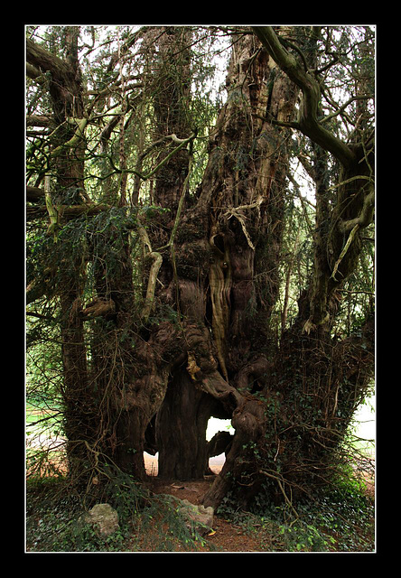 Tree within a tree