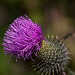 20130711 2441RMw [D~LIP] Kratzdistel, Bad Salzuflen