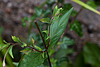 20130711 2445RMw [D~LIP] Zottiges Weidenröschen (Epilobium hirsutum) [Onagraceae], Bad Salzuflen