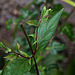 20130711 2445RMw [D~LIP] Zottiges Weidenröschen (Epilobium hirsutum) [Onagraceae], Bad Salzuflen