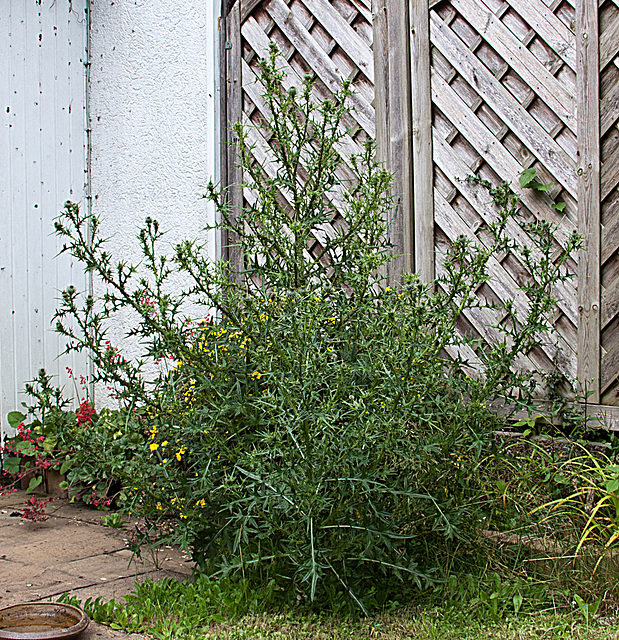 20130711 2446RAw [D~LIP] Distel, Bad Salzuflen