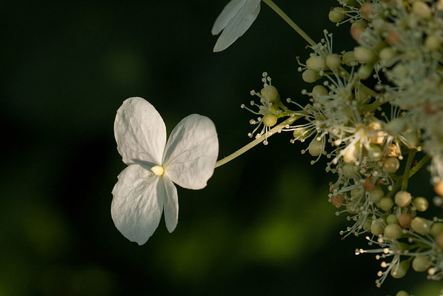 Evening light