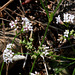 Asperula cynanchica-Herbe à l'Esquinancie (2)