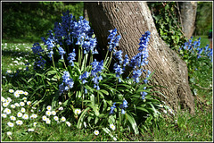 Bluebells