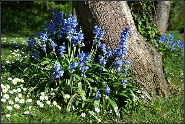 Bluebells