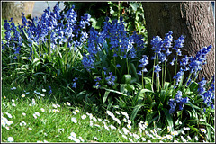 more Bluebells