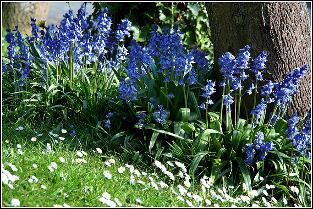 more Bluebells