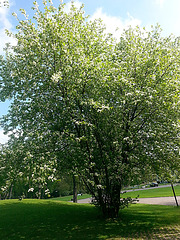 20130508 032Hw [D~HX] Flieder, Gräfliche Park-Klinik, Bad Hermannsborn