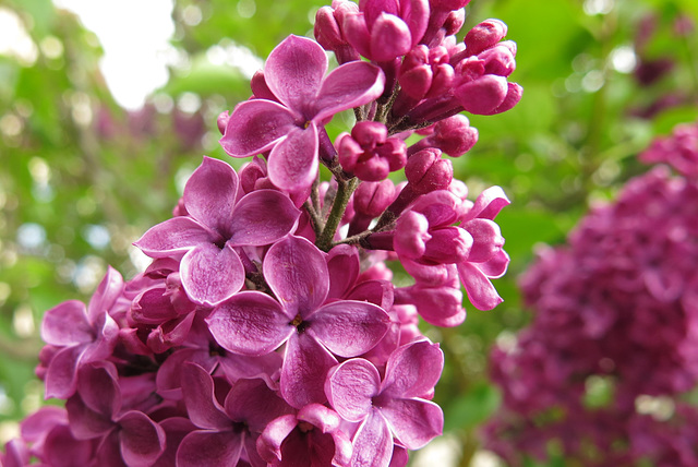 Lilas