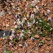 Asperula cynanchica-Herbe à l'Esquinancie (3)