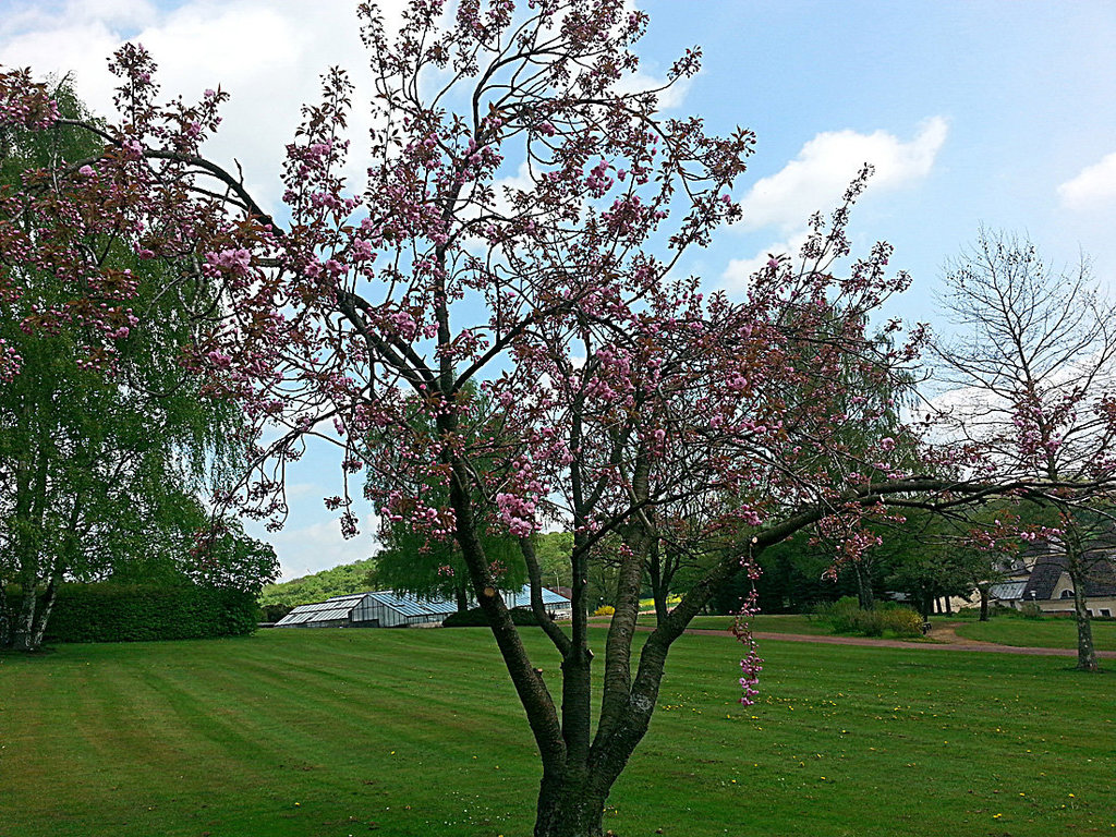 20130508 035Hw [D~HX] Japanische Blütenkirsche (Prunus serrulata), Gräfliche Park-Klinik, Bad Hermannsborn