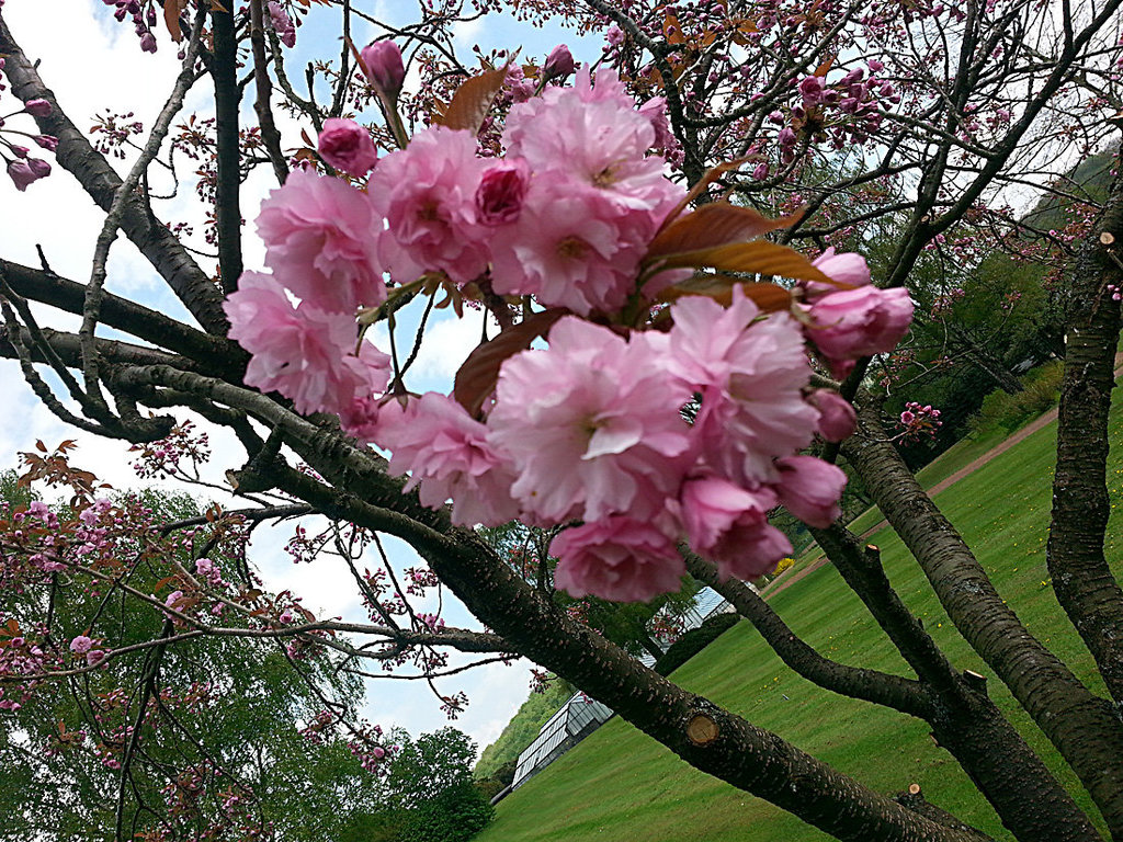 20130508 036Hw [D~HX] Japanische Blütenkirsche (Prunus serrulata), Gräfliche Park-Klinik, Bad Hermannsborn