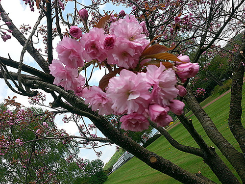 20130508 036Hw [D~HX] Japanische Blütenkirsche (Prunus serrulata), Gräfliche Park-Klinik, Bad Hermannsborn