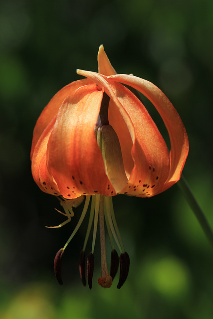 Vollmer's Tiger Lily with Visitor