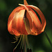 Vollmer's Tiger Lily with Visitor