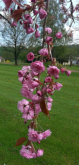 20130508 037Hw [D~HX] Japanische Blütenkirsche (Prunus serrulata), Gräfliche Park-Klinik, Bad Hermannsborn