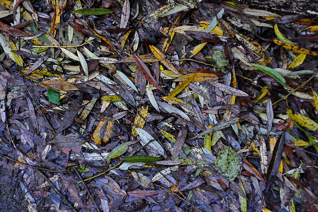 Wet Autumn Leaves